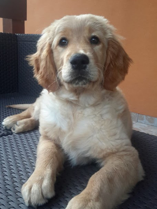 kölyök goldi